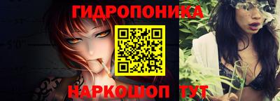 гашик Кингисепп